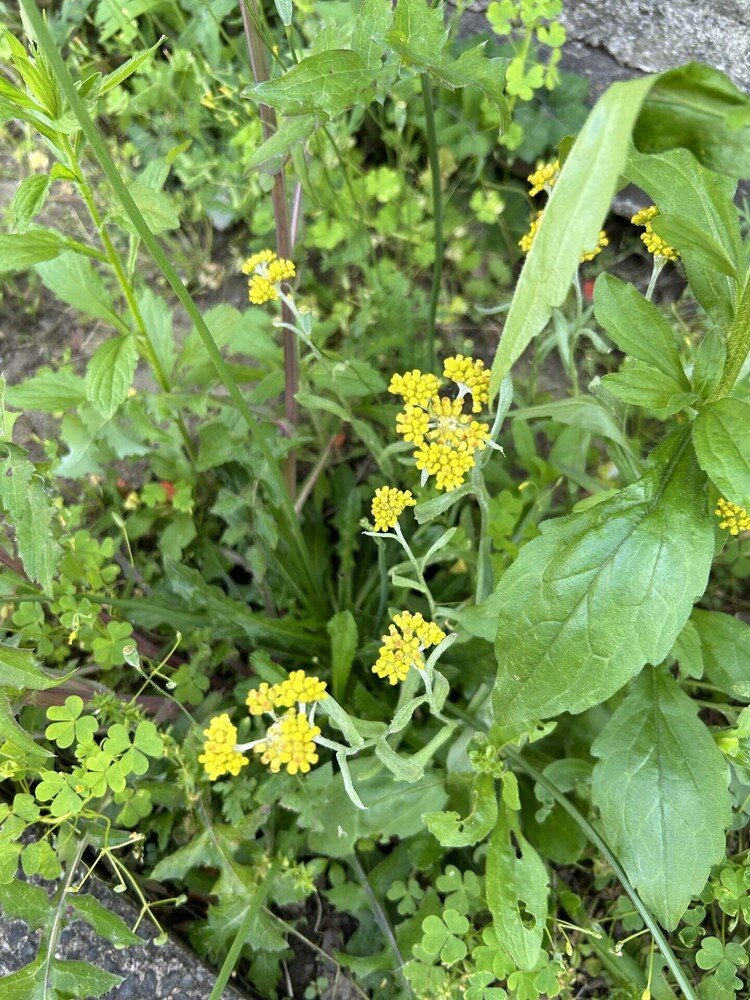 春の七草(スーパーの七草粥のパックにはほんの小さな一欠片しか入ってないけど。)ではゴギョウと言われるハハコグサ。これこそが日本原産……と思って今回見てみたら、アジア原産だけど、古くに渡って来た帰化植物だった。