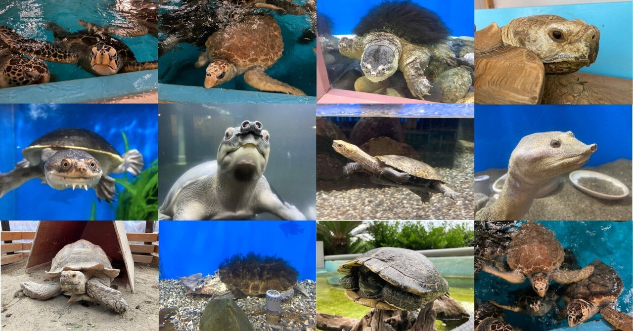 🐢🐢今日は『世界カメの日』🐢🐢｜桂浜水族館 公式