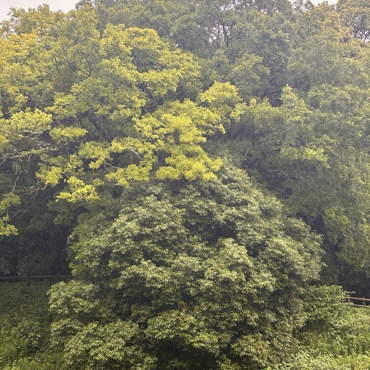 ☔️おはようございます。ゴールデンウィーク最終日は、雨になりました。そちらはどうでしょうか？激しい横雨の中、カルガモフィーバーは餌を探してました。現在4羽いる中で1羽だけ、ずんぐりむっくりしています。わたしは、その4羽がどのようにコミュニケーションとっているかが気になるところです。