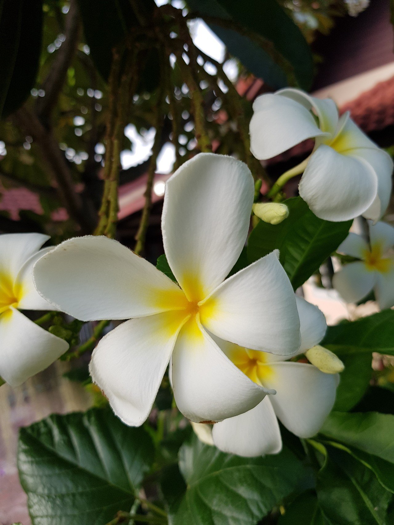 この時期プルメリアの花がたくさん咲きます 家の中までいい香りになります Uwan モリンガ栽培と物作り Note
