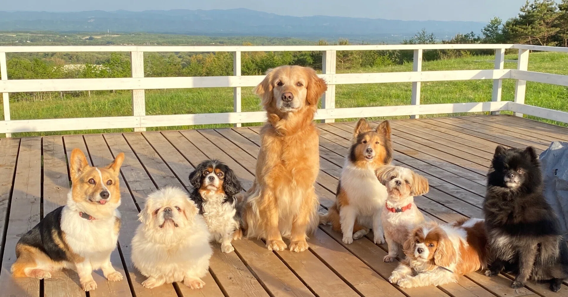 8歳になった犬達の成長記録｜那須どうぶつ王国公式note