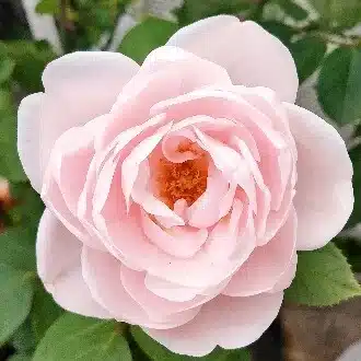 優煌(ゆきら)