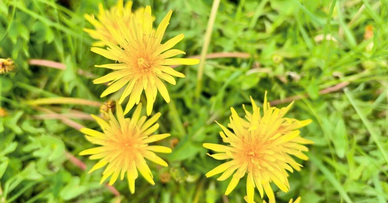 草花あそび図鑑🌿タンポポ｜『あそび』と『まなび』研究所