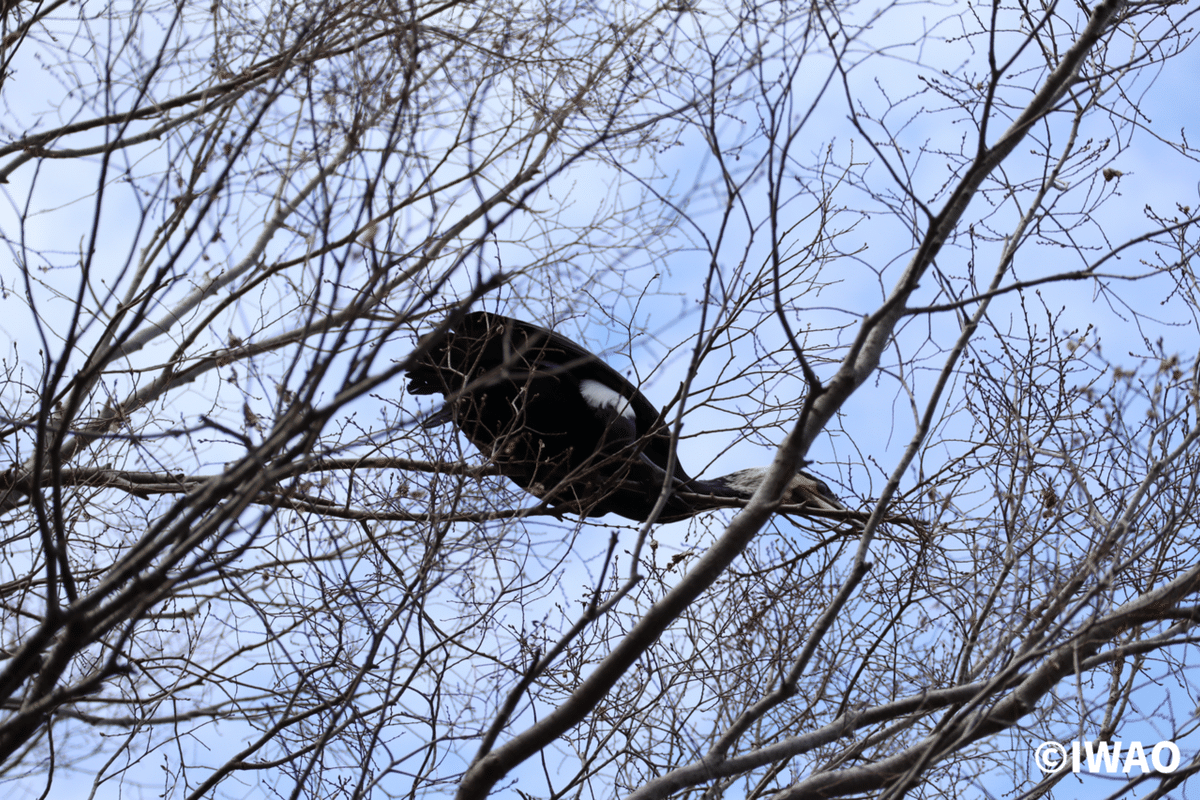 伊丹の自然 伊丹昆虫館企画展ー動物編｜IWAO 博物館巡りの我が記録