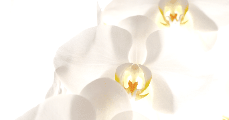 【創作ショートショート05】蘭の花はだれのもの
