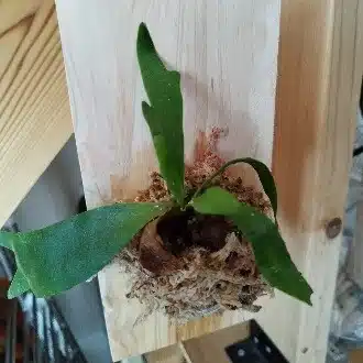 はる