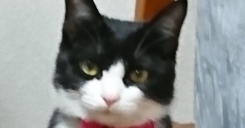 寂しいときは花を買って帰るね 泥棒猫 Note