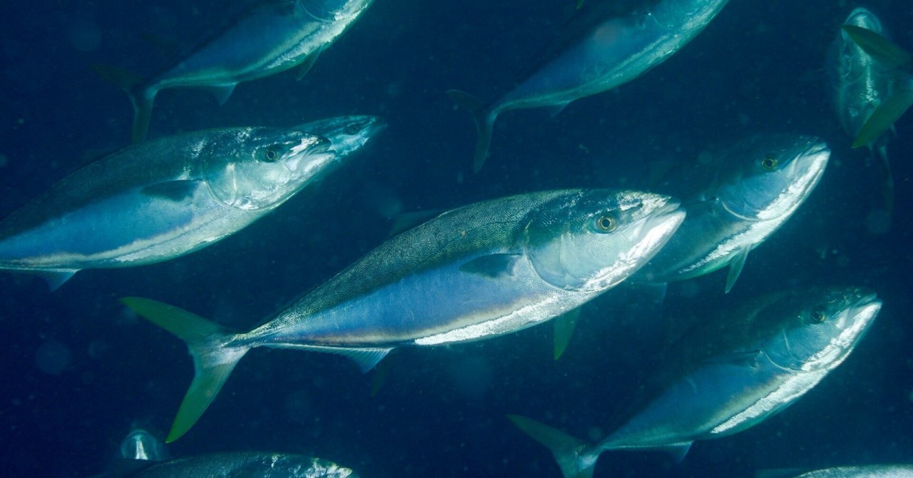 養殖DXの推進で若者が集まり、活気づく海と生きる地域社会を目指す