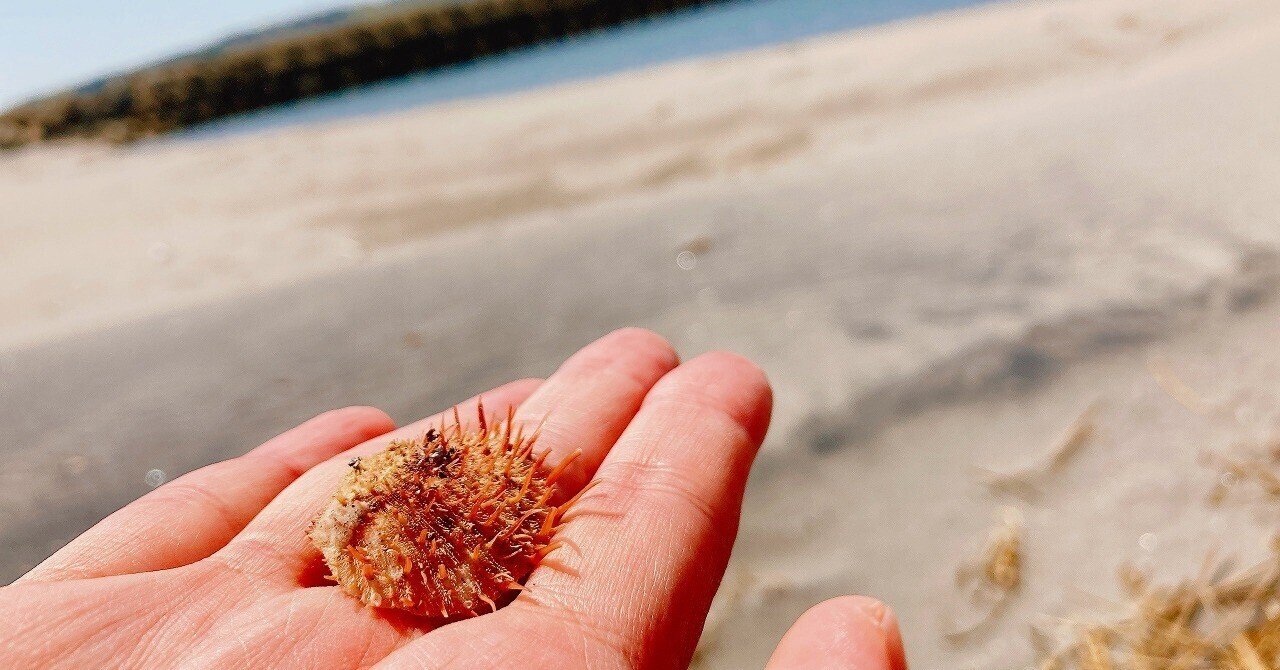 貝殻　ウニ殻　ノコギリウニ６個　②③ 貝殻 ウニ殻 ノコギリウニ6個 ②③ - メルカリ