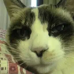 ぐーたらねこ