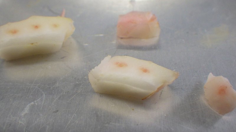 ６年理科 植物の水の通り道 はセロリで 清水智 Shimizu Satoshi 教育ictコンサルタント Google認定教育者レベル2 Note