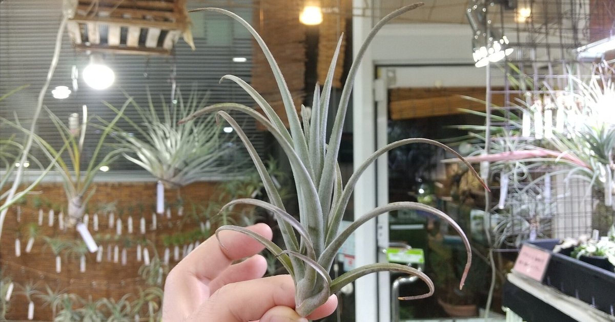 チランジア入荷リスト5/2｜NatureGarden🌿神田