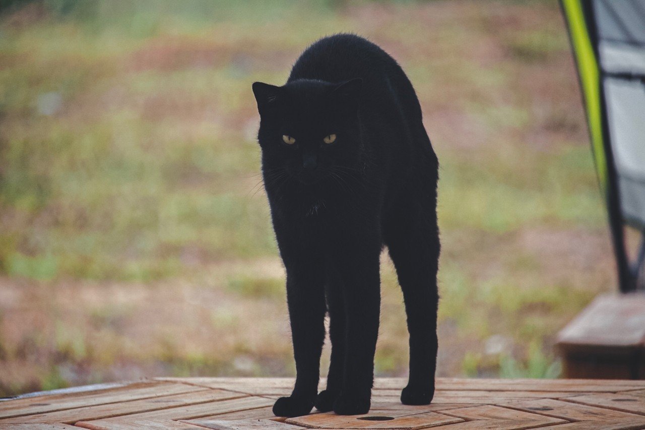 人生の癒しセーブポイントとして「ねこ島」に行こう〜宮城・田代島