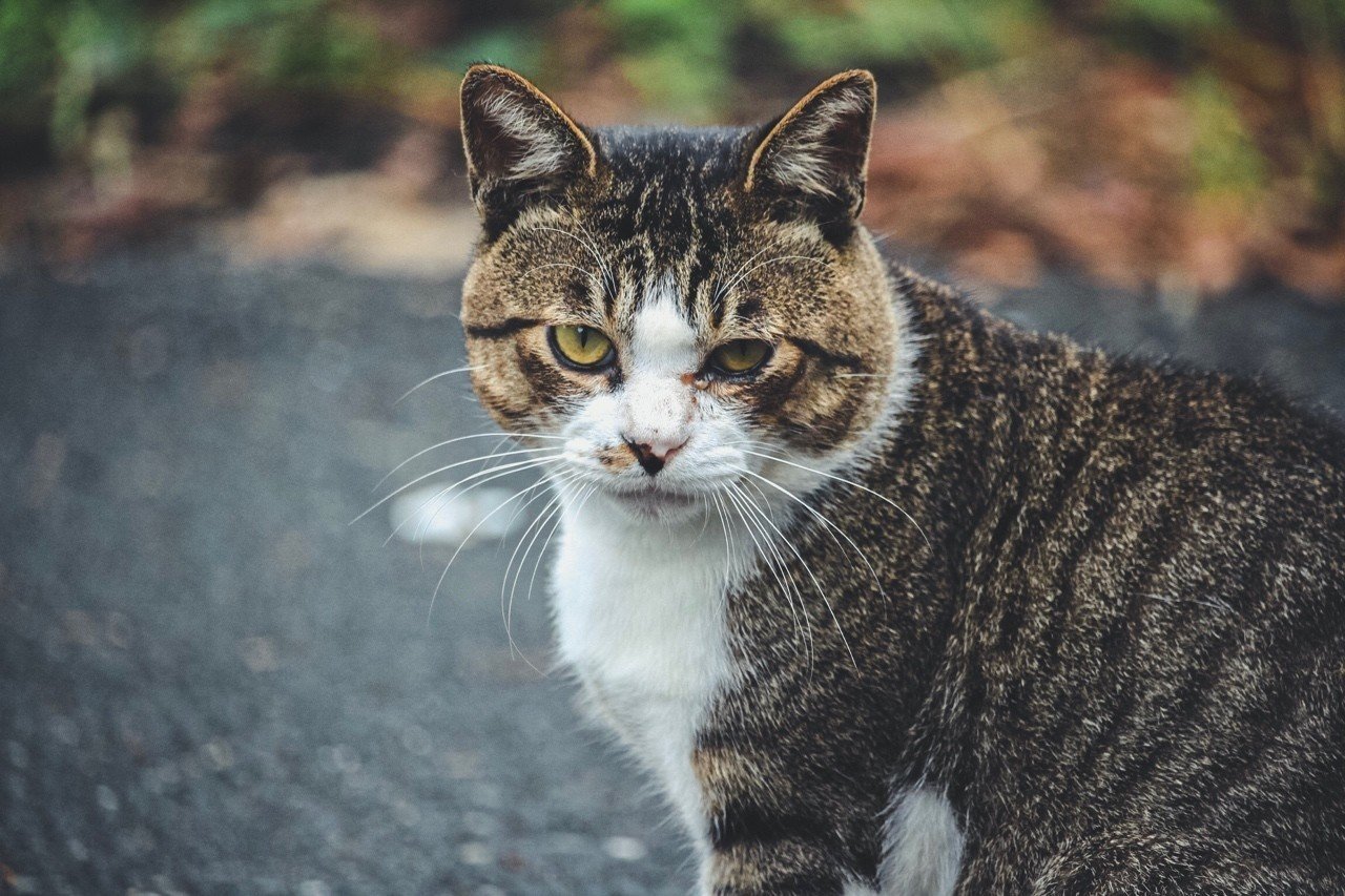 人生の癒しセーブポイントとして「ねこ島」に行こう〜宮城・田代島