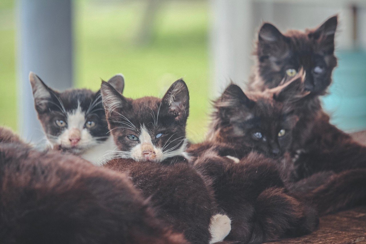 人生の癒しセーブポイントとして「ねこ島」に行こう〜宮城・田代島