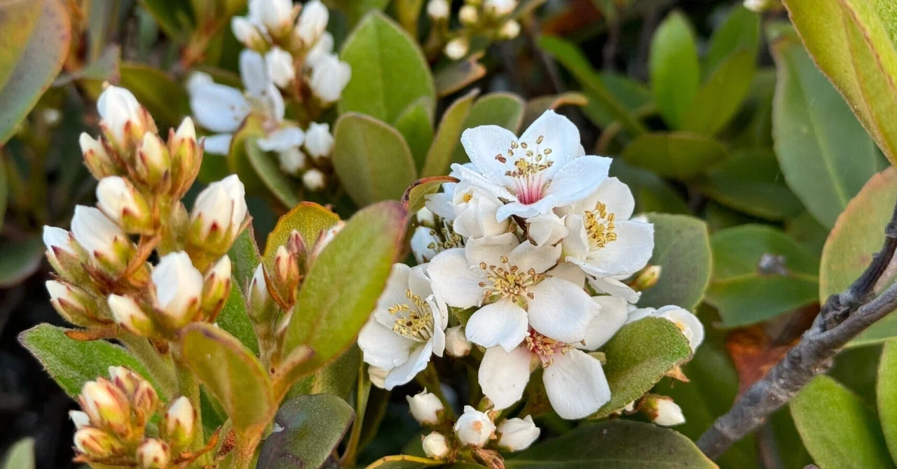 今が見ごろの砂防林の花・シャリンバイ|Cressonboy