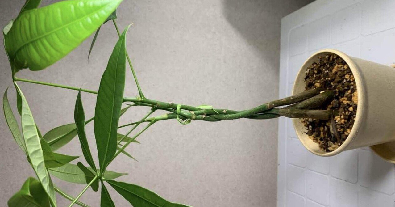 全員できる！？夢の編み込みパキラ｜観葉植物研究室