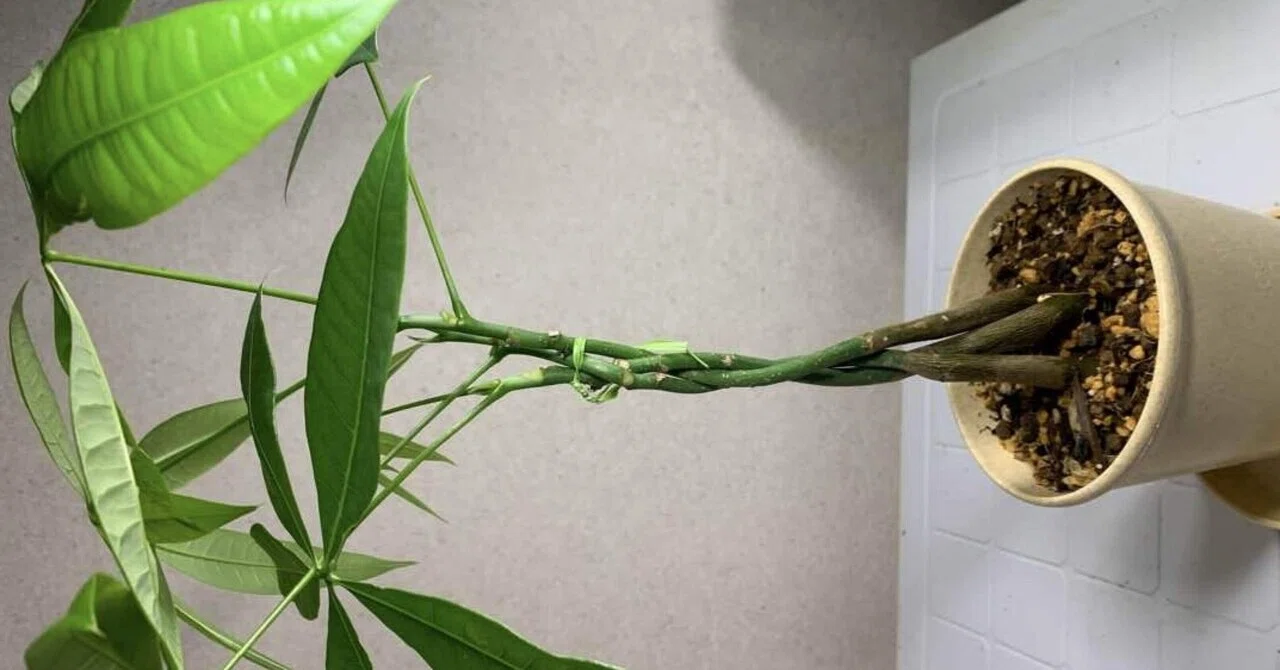 全員できる！？夢の編み込みパキラ｜観葉植物研究室