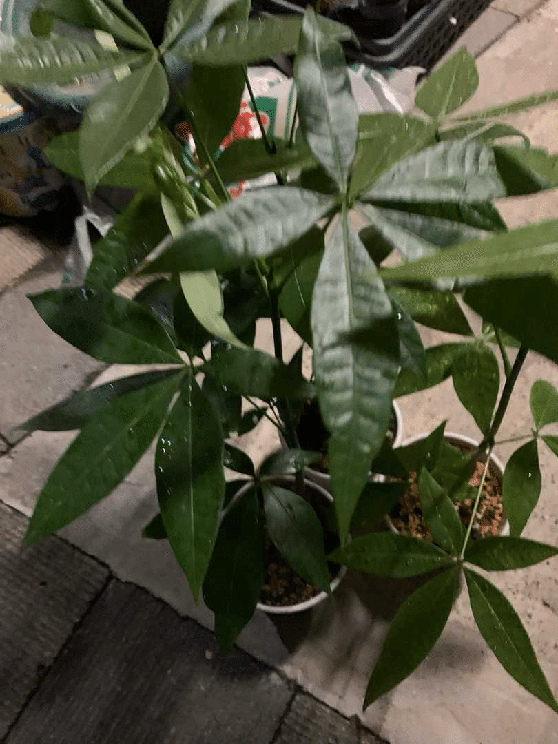 全員できる！？夢の編み込みパキラ｜観葉植物研究室