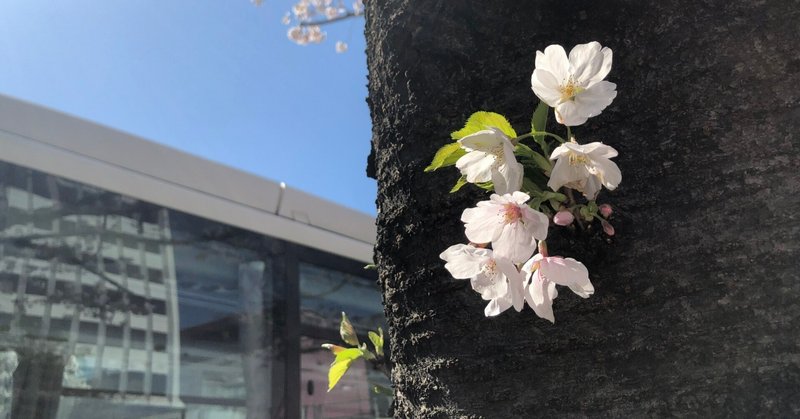 いつかの場所。～桜～