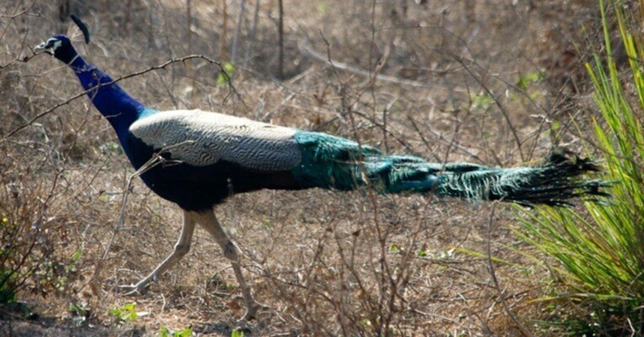 クジャクとシチメンチョウ｜TechpanCreate（テクパン・クリエイト）