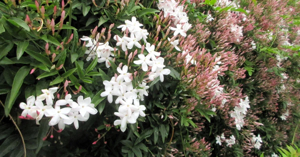 [Essay] Making Jasmine Tea with Garden Star Jasmine｜川村学園女子大学国際英語学科【公式】
