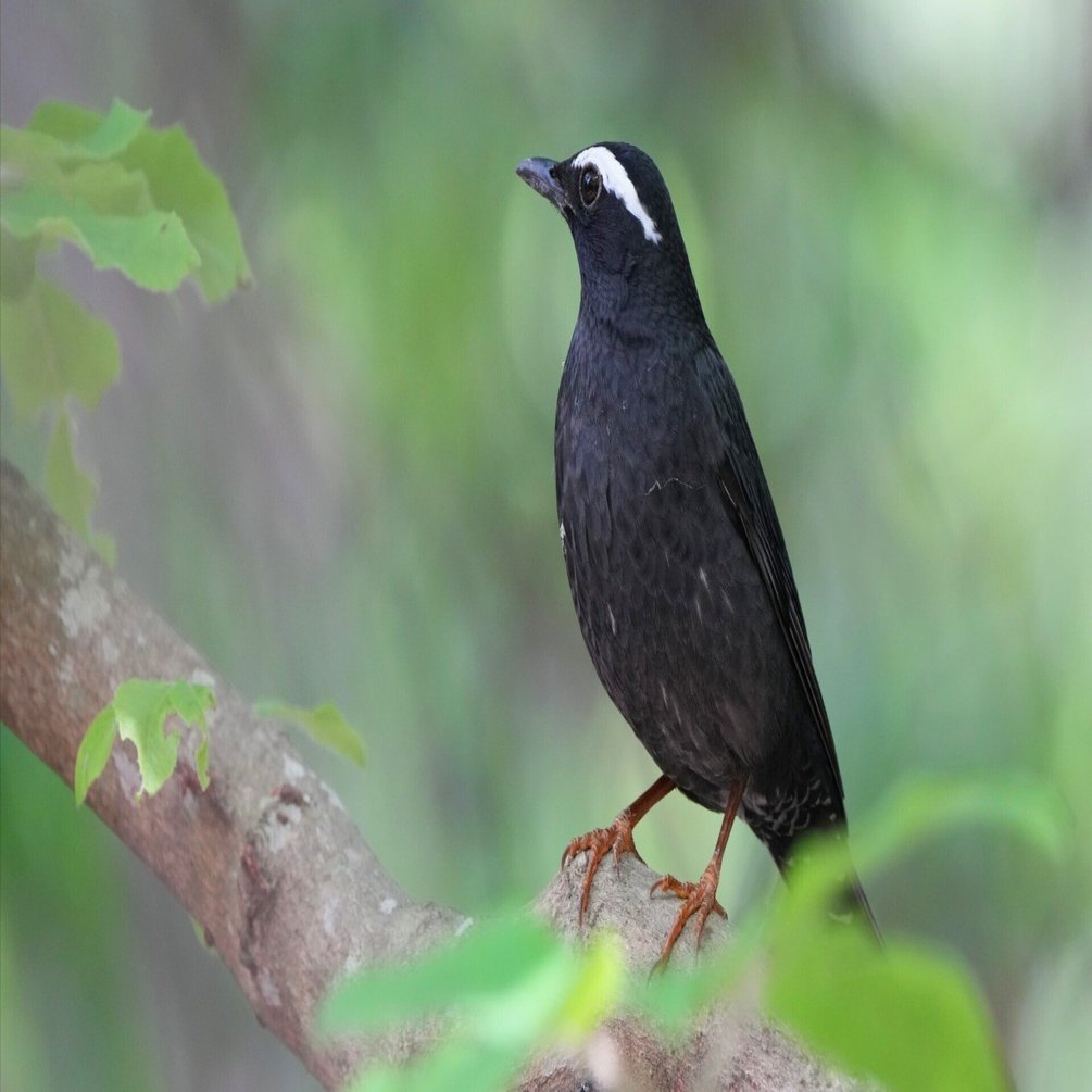 今日の鳥見散歩🚶マミジロとの出会い🐦｜めい