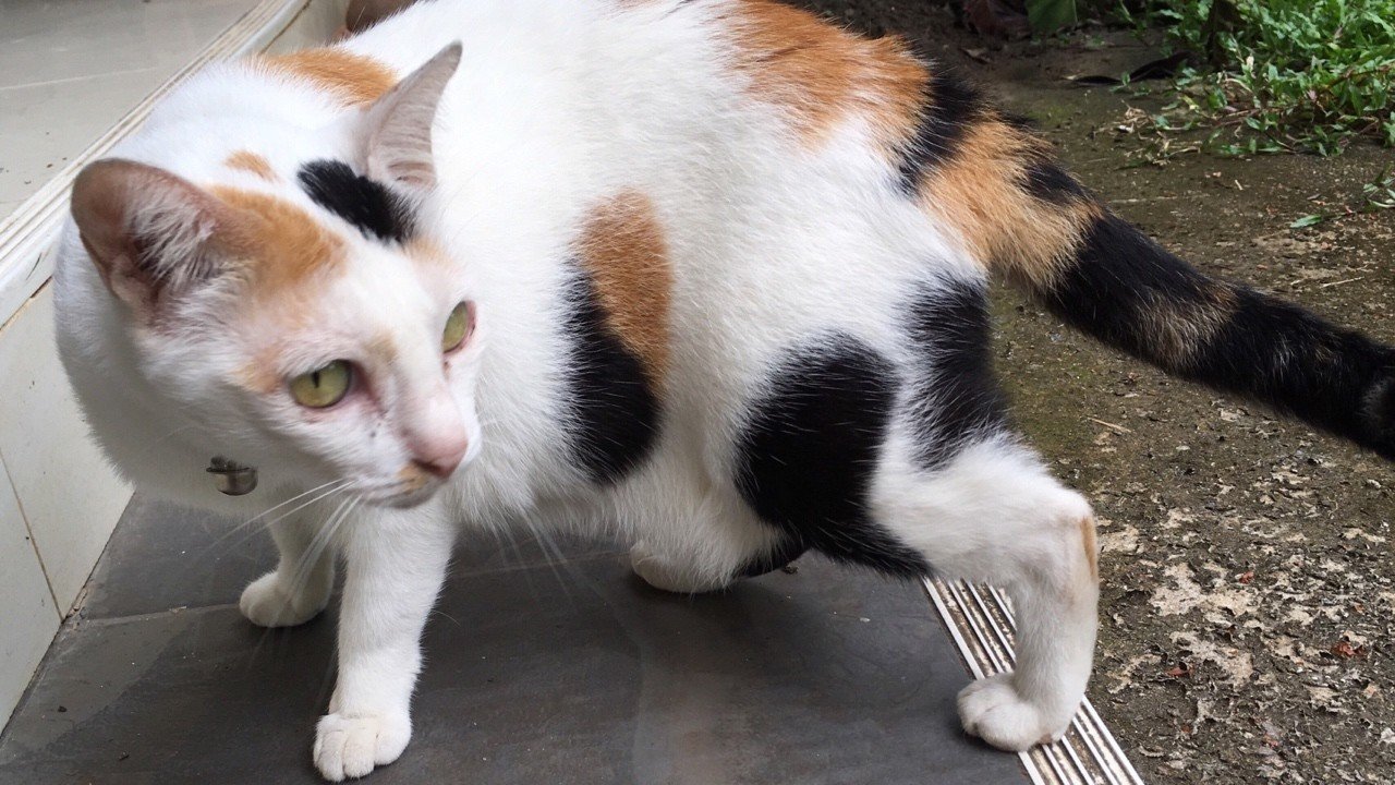 67匹目の猫 Thailand シンジ之間道 Note