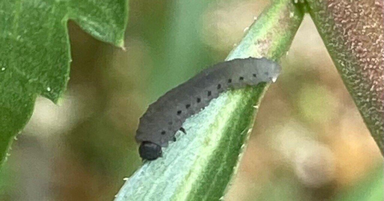 幼虫 サビイロカブト幼虫 マレーシア キャメロンハイランド産