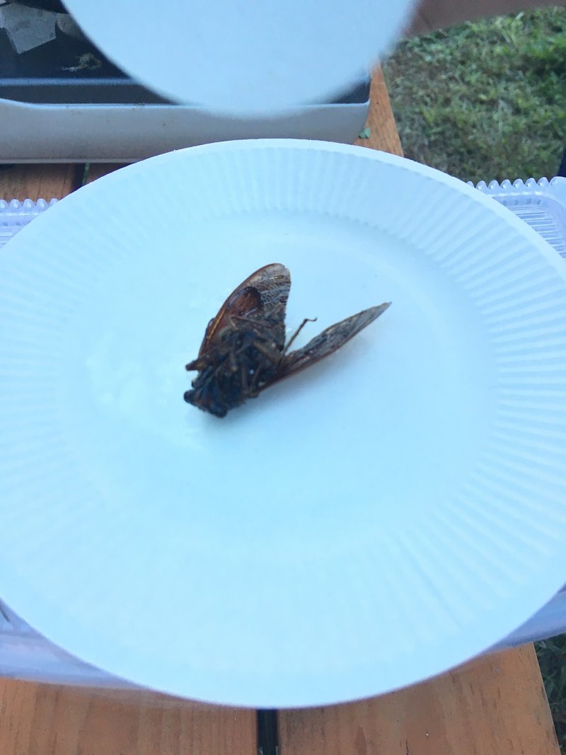 虫を食べる エビとバッタのあいだ えと菜園コトモファーム Note