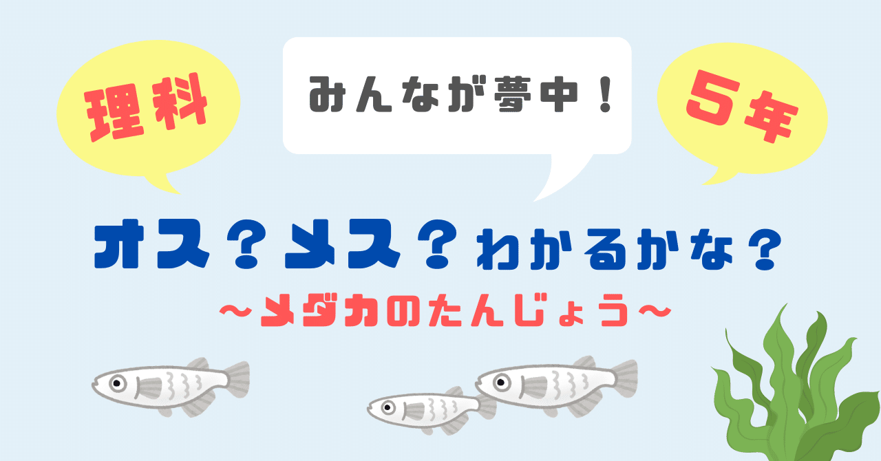 めだかの喜ぶ猫さま⑥ 小さかっ