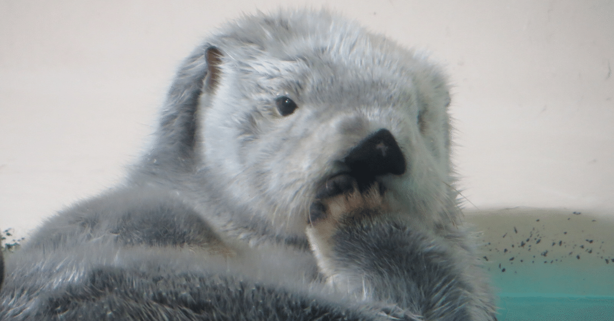 メイちゃん20歳おめでとう！｜Olivine 