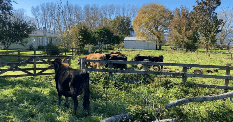 NZ日記🇳🇿｜牧場経営家族のお家でWWOOF🐄🐐