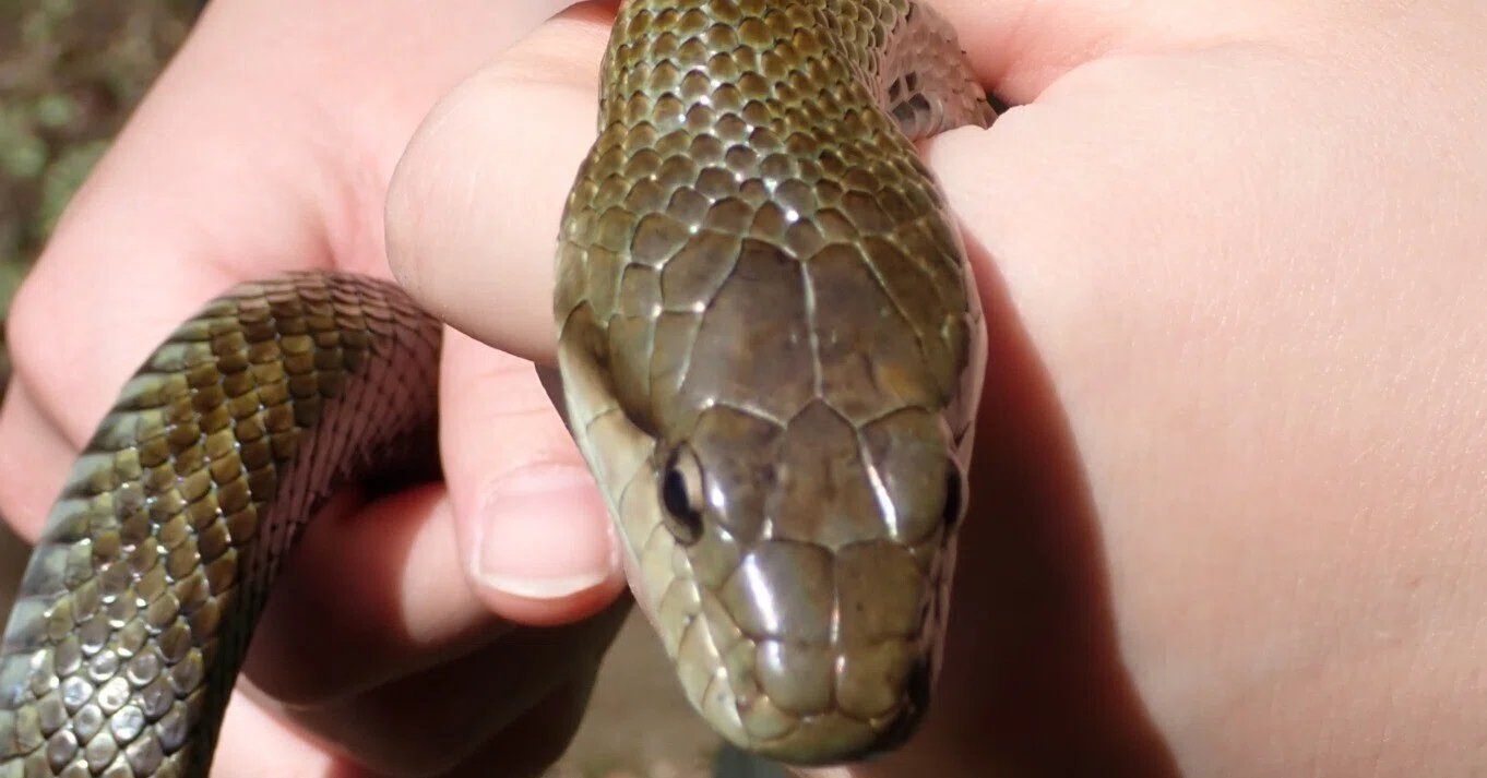 多摩川の生き物とヒト その215 ヒト トカゲ釣り 24/4/14｜多摩川の 