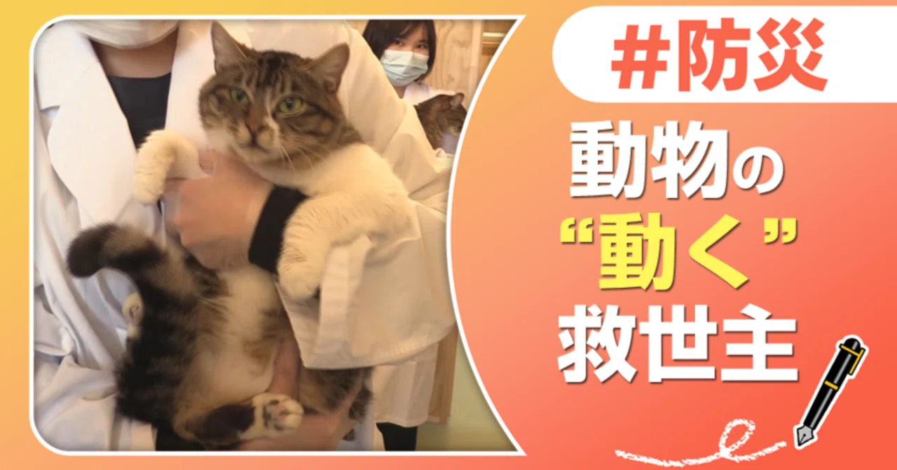 ワンちゃんネコちゃんの