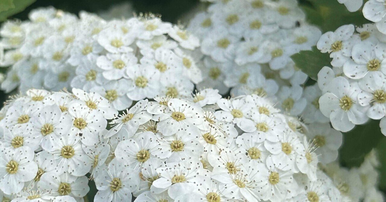 小手毬｜EGGSEED
