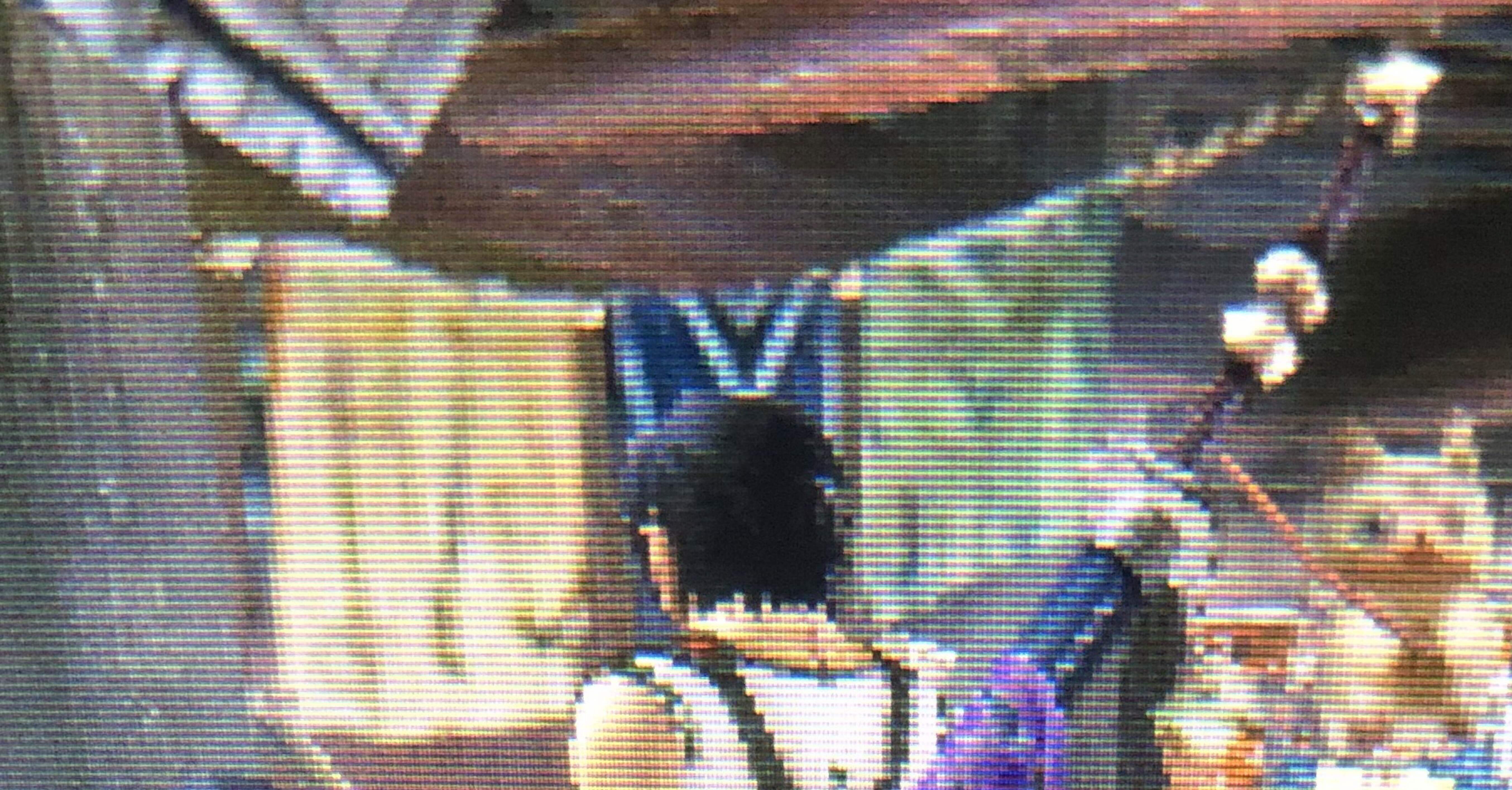 モンハンxx武器紹介】第15回 鬼神斬破刀｜ツチノコ