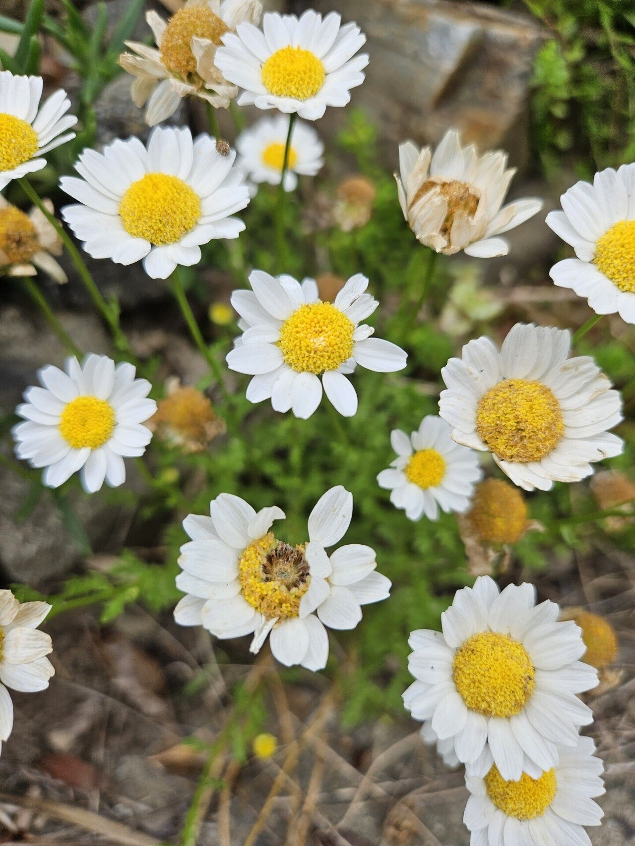 そこらへんに咲いてる花たち@GWその2｜k yoko 94