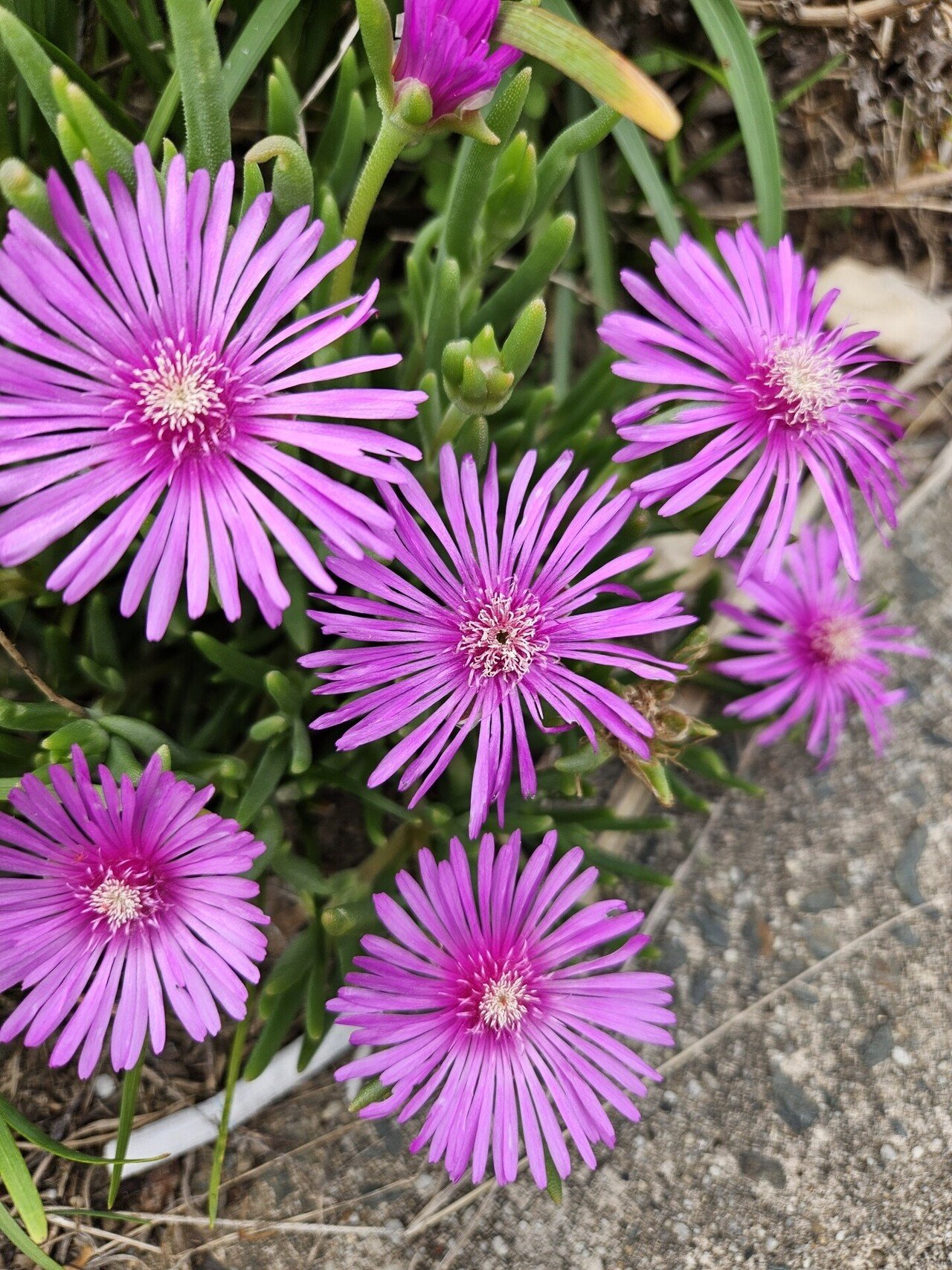 そこら辺の花 そこらへんに咲いてる花たち@GWその2｜k yoko 94