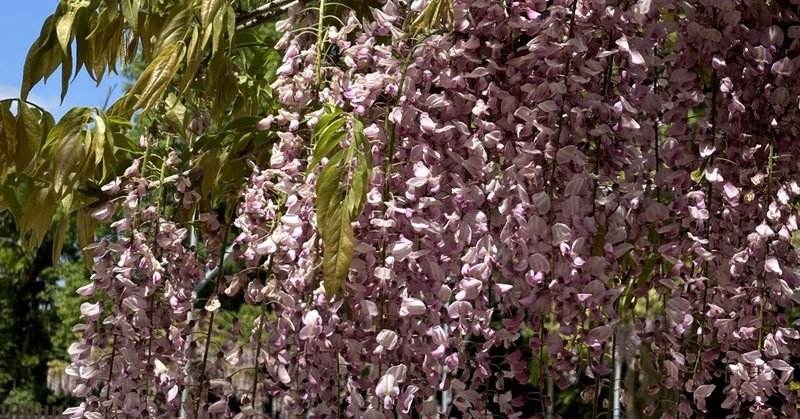 ふじ園でたくさんの藤を見て、上り藤と言われるルピナスを見た〜広島県世羅町