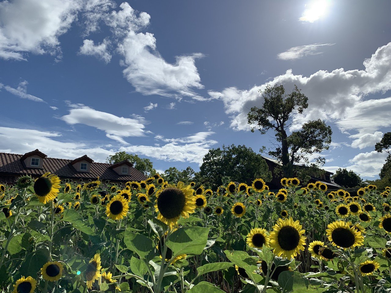 画像提供 ヒマワリと青空 風景写真 ゆーくん Note