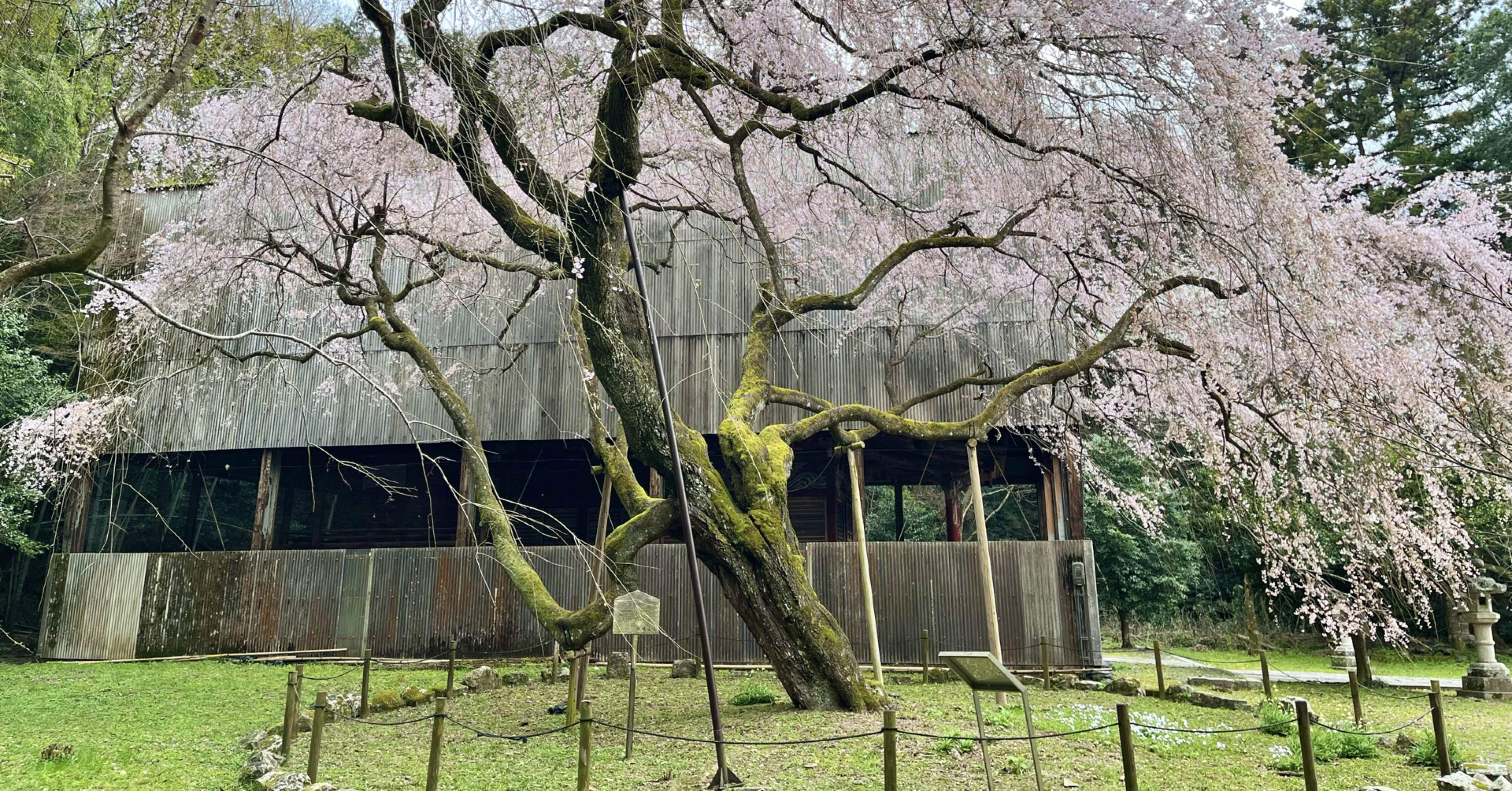 滋賀の巨木・古木を巡る⑤｜からぶり(太田昌大)