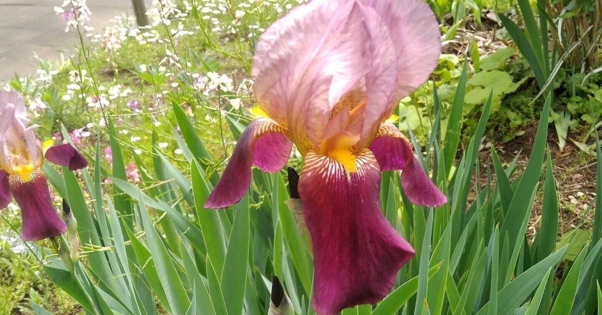 アメリカンフラワー・紫陽花のアレンジとジャーマンアイリス