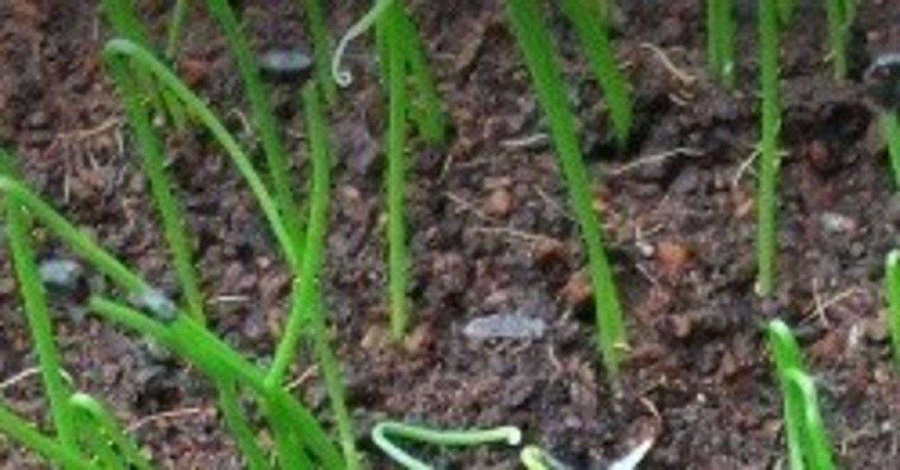 ガーリックチャイブ Fact Or Note ガーリックチャイブ Fact Or Note