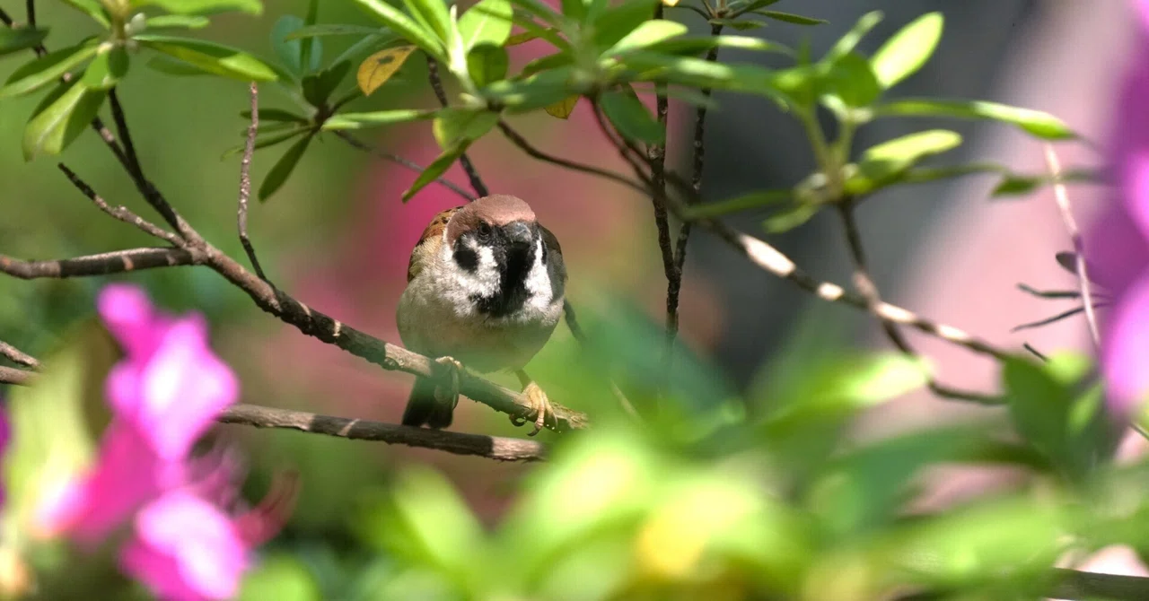 Bird Photography 48: Hibiya Park｜ウクモリ ヒロオ