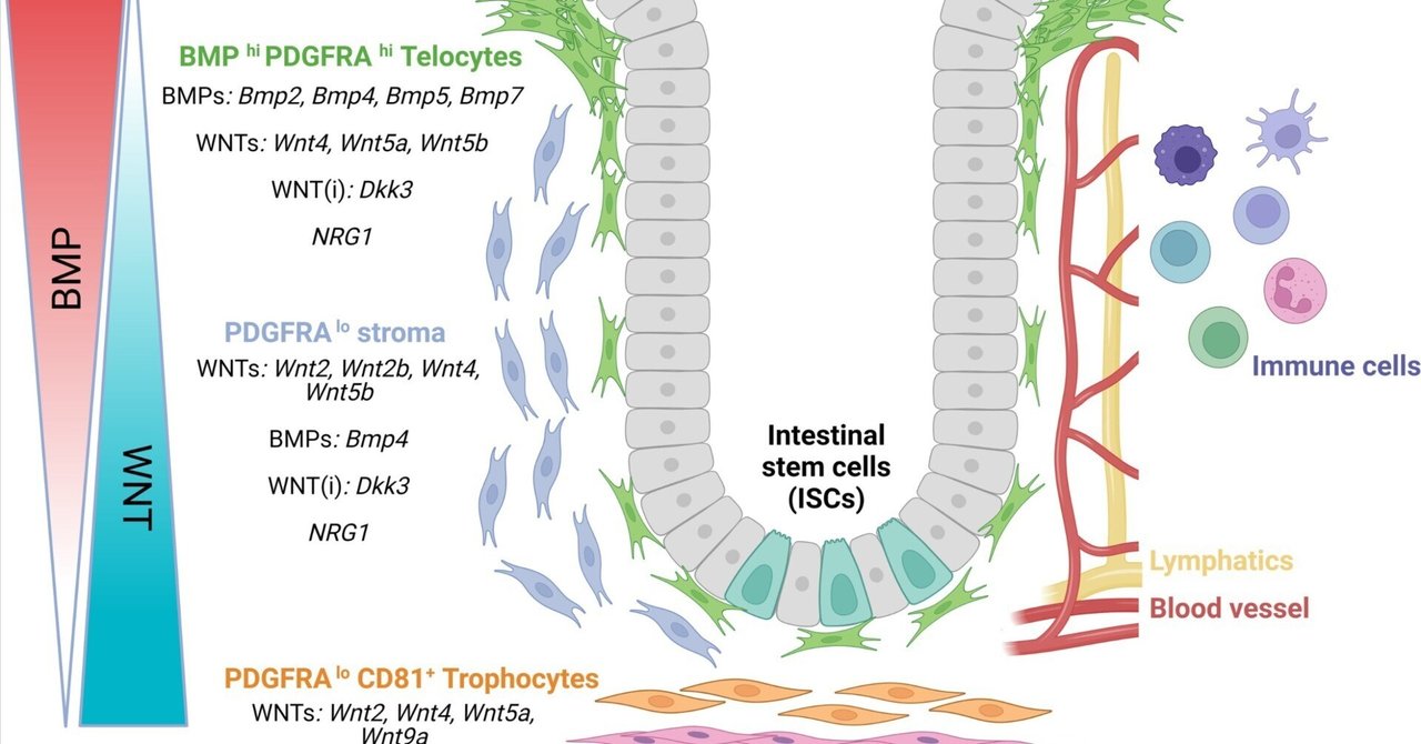 腸管細胞機能実験法 (生物化学実験法) 腸管細胞機能実験法 (生物化学実験法): 9784762230455: Books