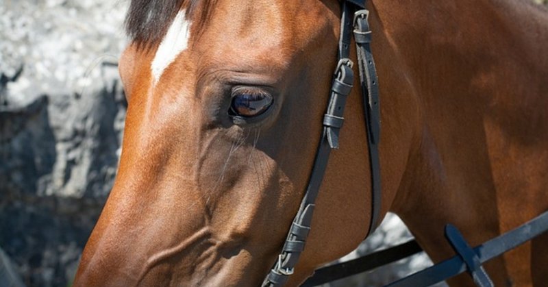 キャロット クラブ 19 募集 馬 キャロットクラブ 年度募集馬の価格 入厩先を発表 サンビスタ19は8 000万円