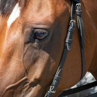 セレクトセール1歳 注目馬 後編 一口馬主マスターb Note セレクトセール1歳 注目馬 後編 一口馬主マスターb Note