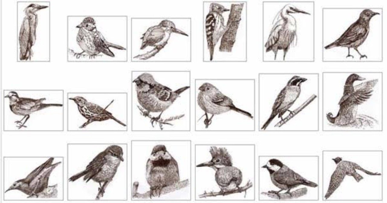恐竜の前足の指と鳥類の翼の指は同じもの｜東北大学 大学院 生命
