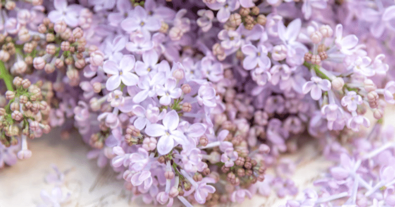 花の楽しみ方 2「香り」・初夏に香る草花たちのこと